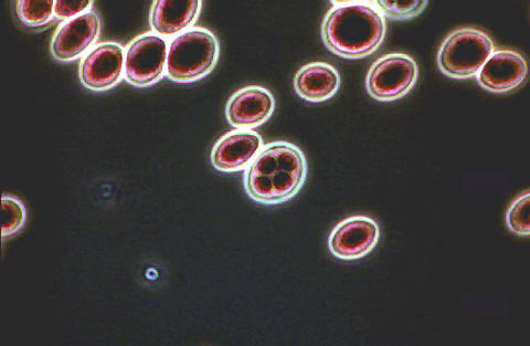 Las levaduras Saccharomyces realizan muchas fermentacioes industriales