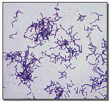 Actinomicetes