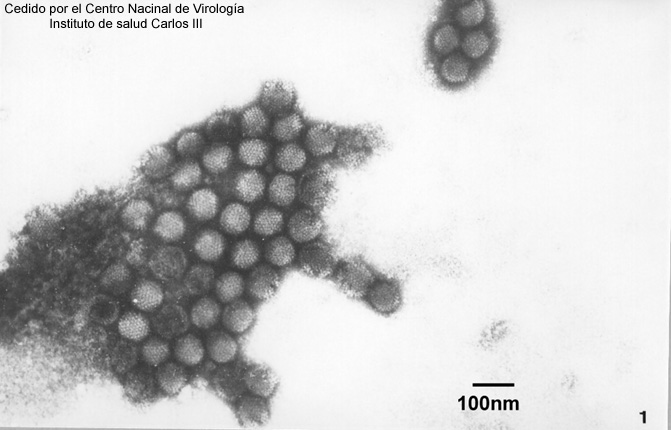 Virus que infecta a animales, de forma icosaédrica, con envoltura.