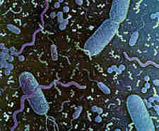Diversos tipos de bacterias