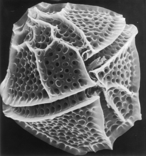 Gonyaulax. Imagen tomada de http://www.mcb.harvard.edu/hastings/Images/gony.gif