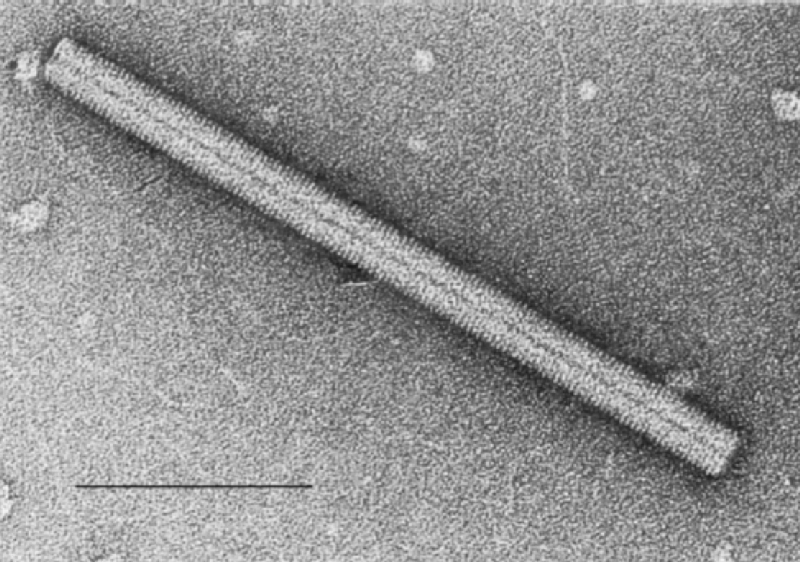 Virus helicoidal, del mosaico del tabaco