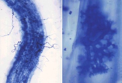 Rhizobium en las raíces de una planta