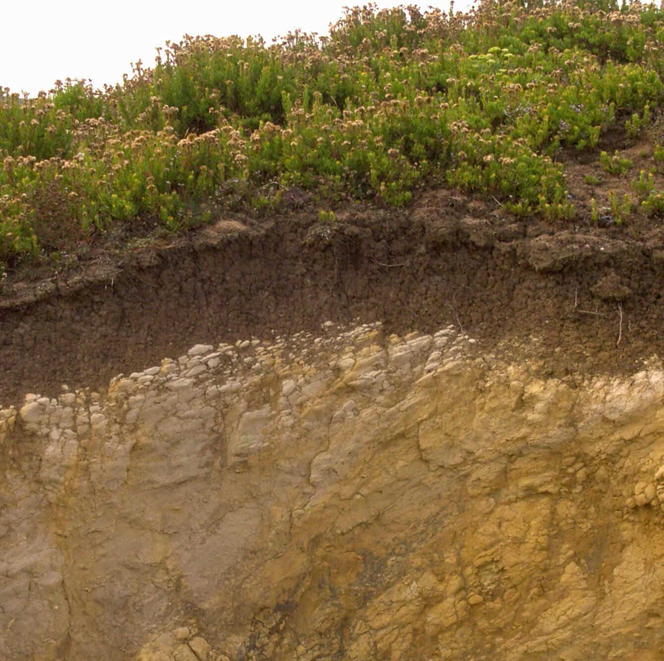 Horizontes de un suelo. Imagen. De Mier y Leva.