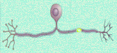 Neurona bipolar