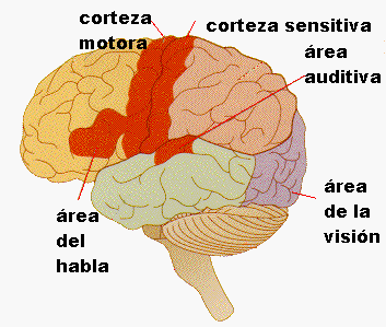 Existen en nuestra corteza zonas encargadas de recibir e interpretar los estímulos, es la corteza sensitiva. Adaptada de www.furman.edu