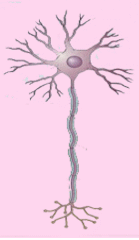 Neurona multipolar. Tomada de iibce.edu.uy