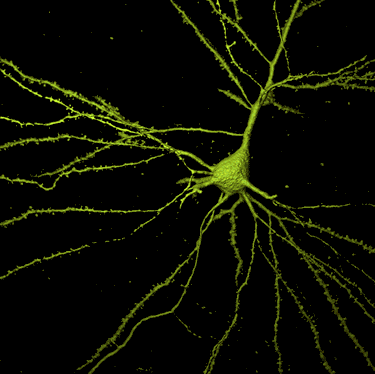  Las neuronas presentan una forma estrellada muy característica. Tomada de www.cajal.csic.es.