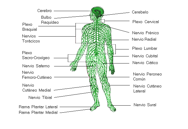  El Sistema Nervioso humano, el más complejo de la naturaleza. Tomada de www.aegoethe.esc.edu.ar