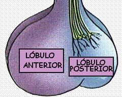 Lóbulos de la Hipófisis