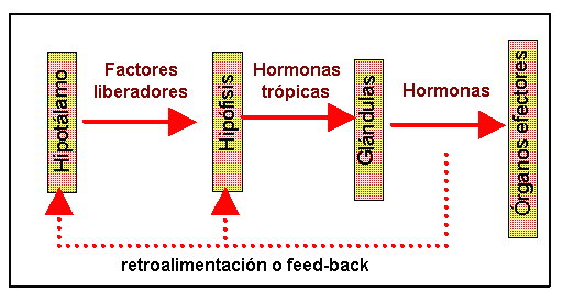 esquema de la retroalimentación hormonal
