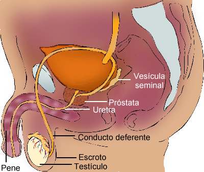 Aparato reproductor masculino