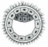 Blástula