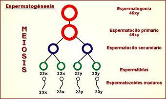 Esquema de la espermatogénesis