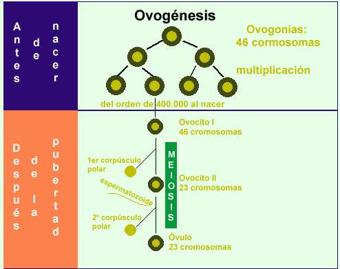 Ovogénesis