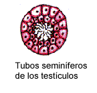 aquí se producen los espermatozoides