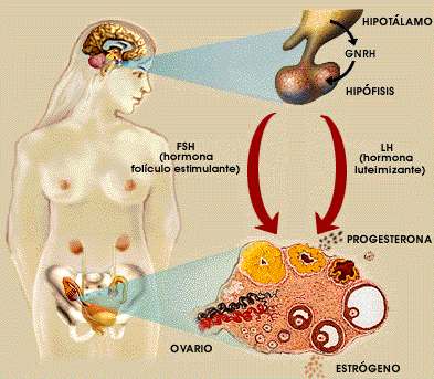 Control hormonal del Cicio Menstrual
