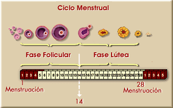 Fases del ciclo menstrual