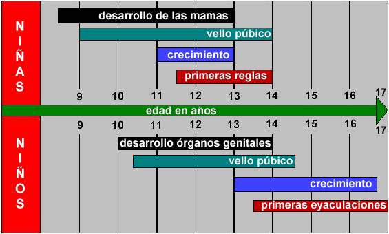 Cambios morfológicos en la pubertad