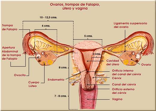 Aparato reproductor femenino. Órganos genitales internos