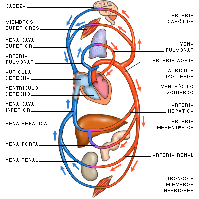 Esquema del Aparato Circulatorio