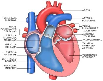 Corazon
