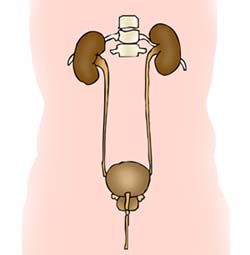 Aparato Excretor