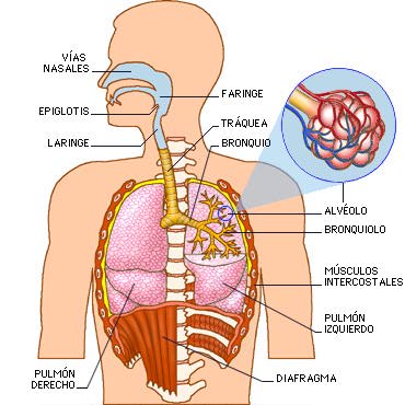 Aparato respiratorio