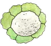 Coliflor