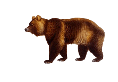 Oso de pelo largo