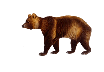 Oso de pelo corto