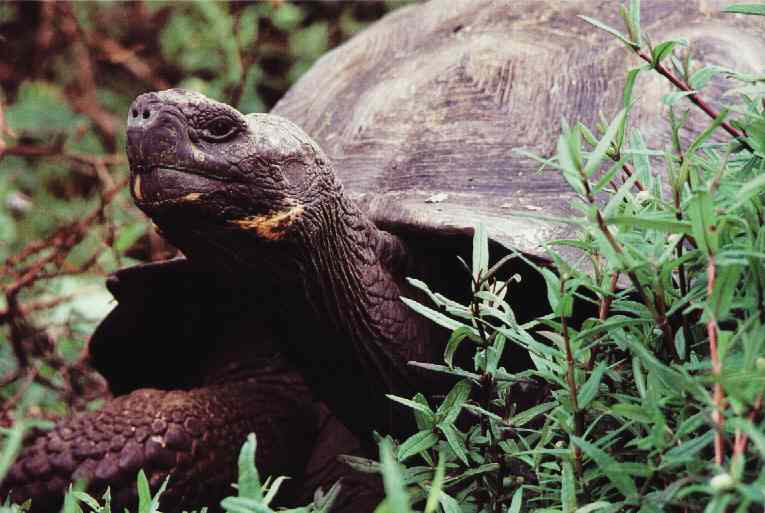 Tortuga gigante de tierra de las Islas Galápagos (Testudo elephantopus).