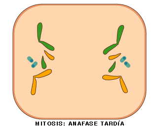 Anafase final