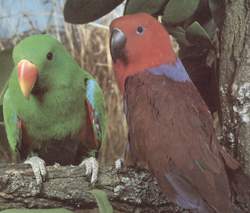 "Dimorfismo sexual en loros. (Tomado de http://www.animalls.net/ARTIC47.HTML)"
