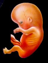 "Feto humano, un individuo nuevo que reúne las características de sus padres."