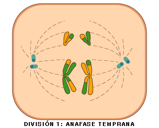 Inicio de la anafase I.