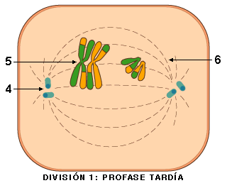 Profase tardía de la División I meiótica