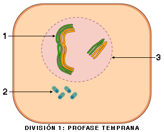 Profase temprana de la División I meiótica.