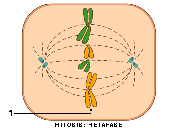 Metafase con la placa ecuatorial