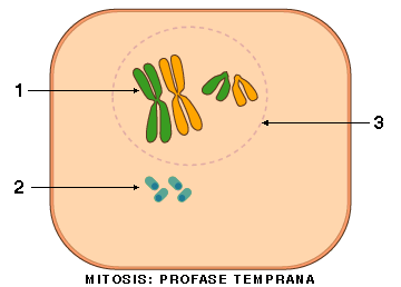 Profase temprana