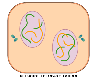 Telofase tardía