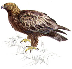 "Seres pluricelulares son, por ejemplo, las aves
