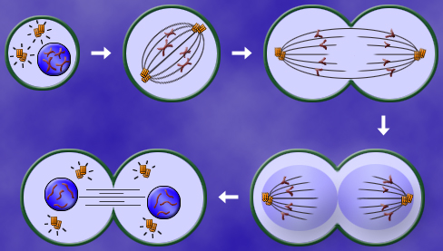 "Mitosis"