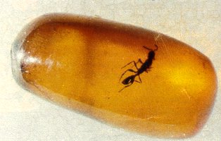 Insecto conservado en &aacute;mbar. Tomada de www.um.es