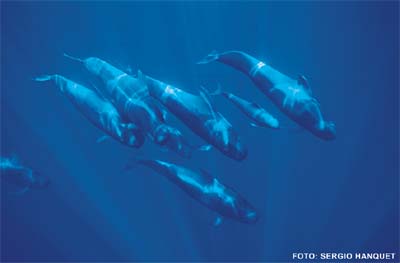 Ballenas