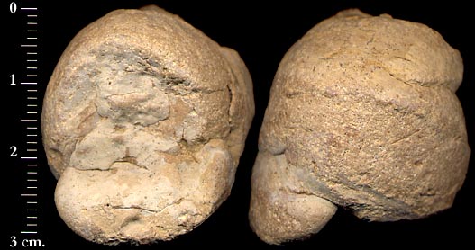 Coprolito de carn&iacute;voro. Tomada de candoni1.chez.tiscali.fr