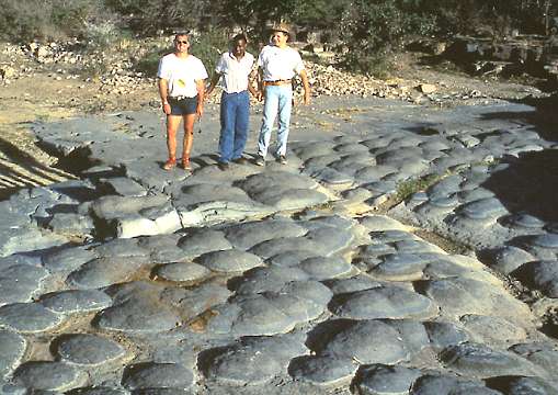 "Estromatolitos fósiles australianos de hace 2700 ma. Tomada de members.tripod.com/sedimentario/id4.htm." 