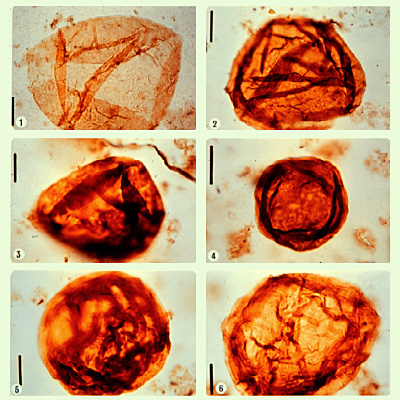 "Acritarcos de Roper Folds (Australia). Tomada de www.astrobiology.ucla.edu"