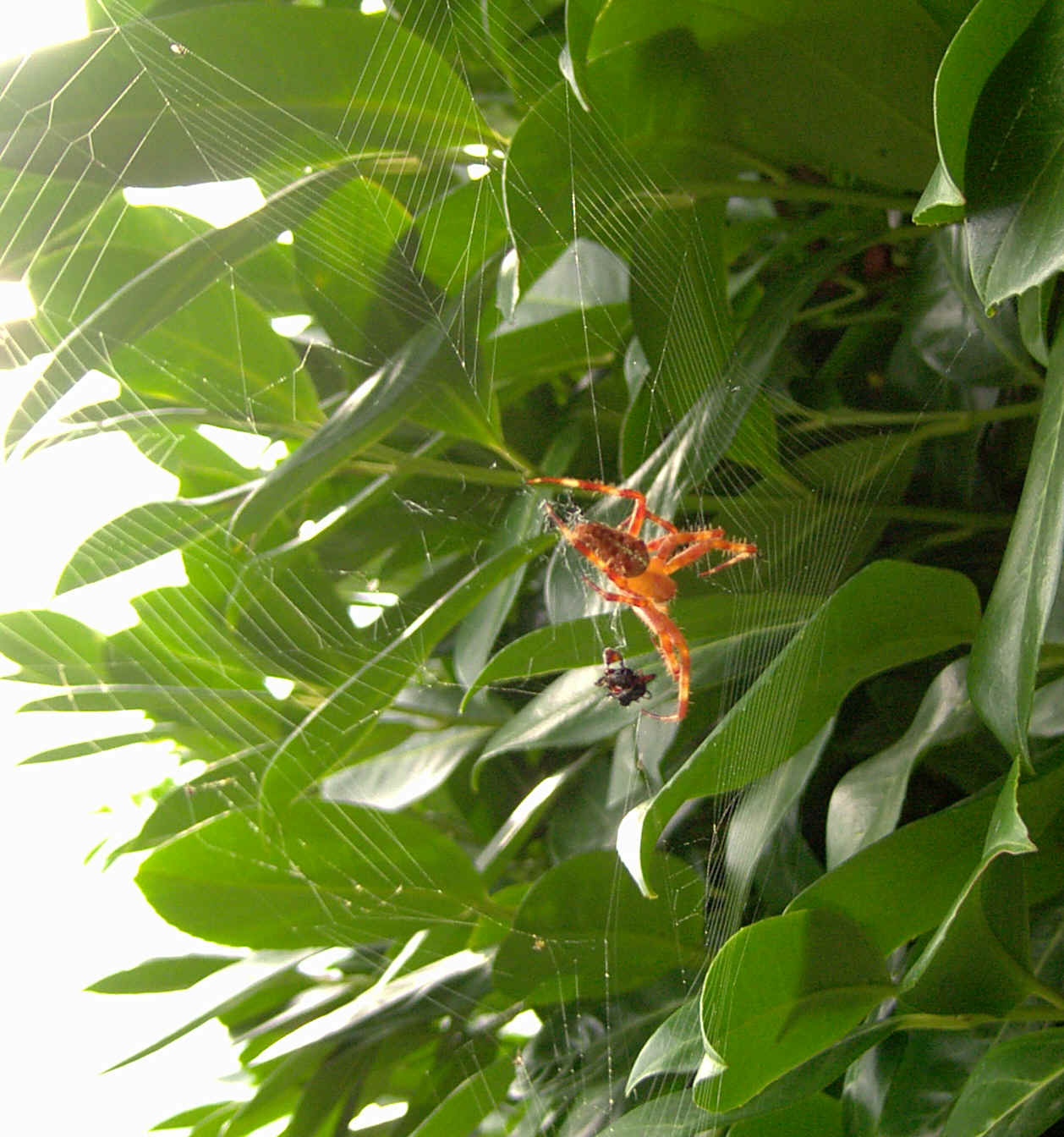Fotografía de una araña comiendo